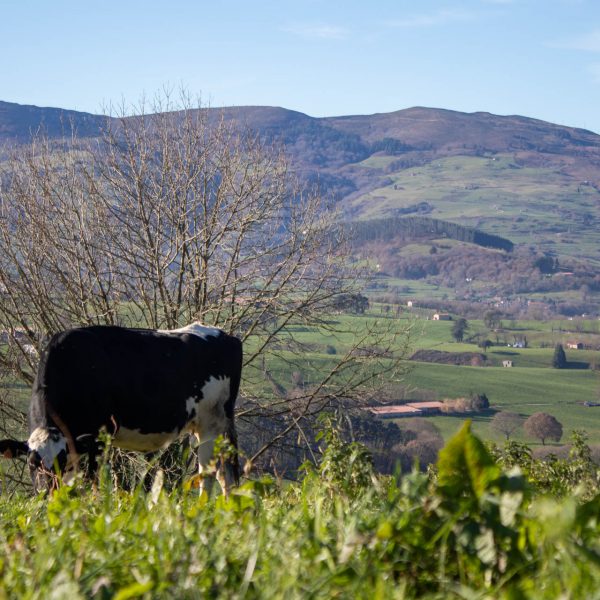Vaca en los valles pasiegos